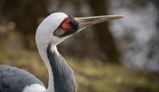 Bei einem Rundgang erfahren die Besucher am Valentinstag mehr über das Liebesleben der Vogelwelt Fotos: Erhard Heiden/Zoo Schwerin