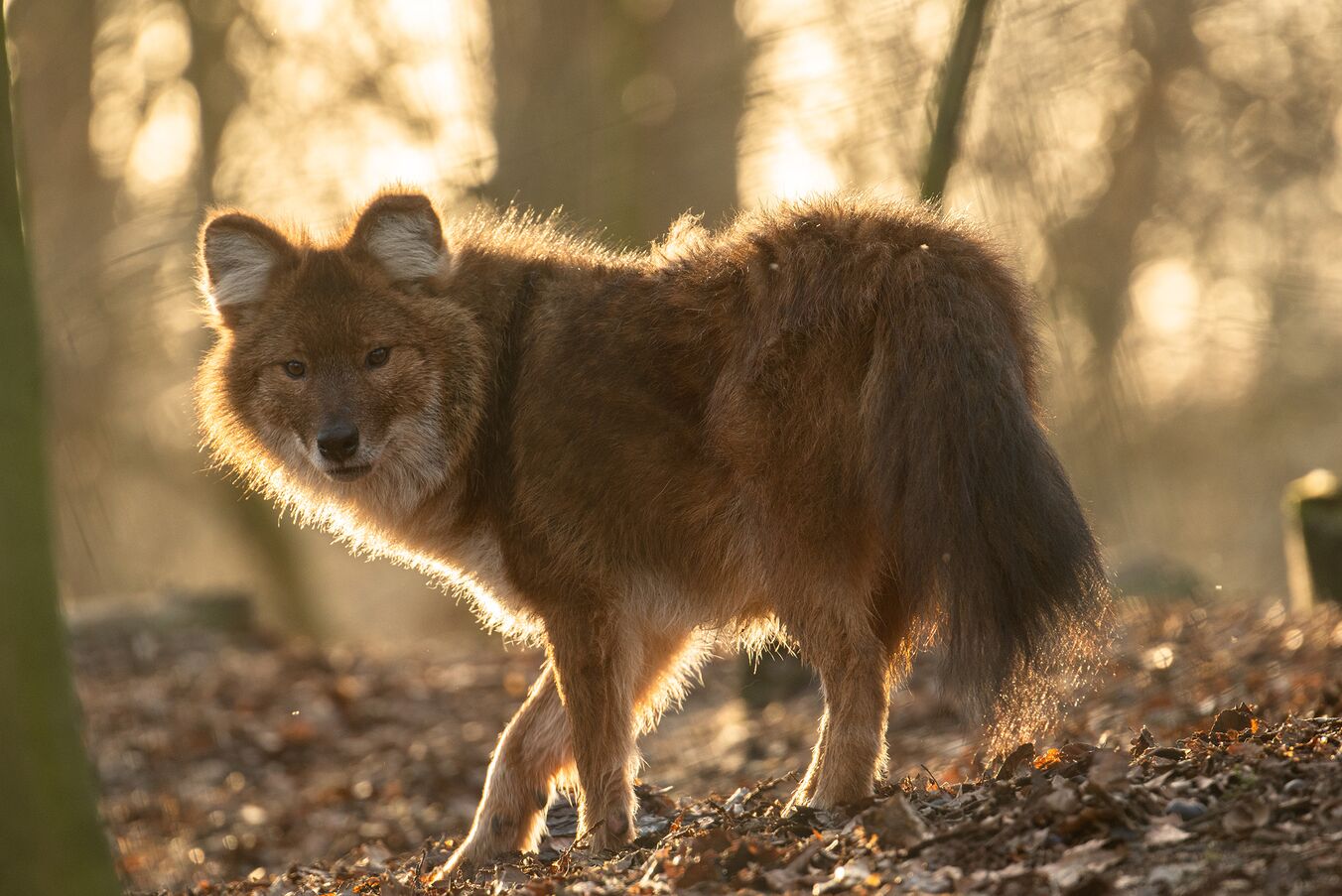 Der Zoo Schwerin lockt mit sommerlichen Safaris, Foto: Zoo Schwerin