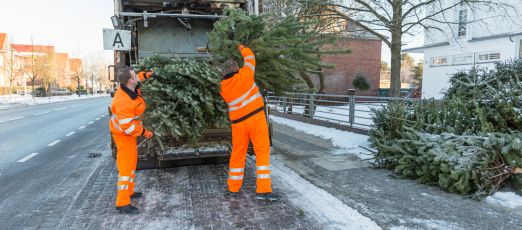 Im Januar sammeln die SAS-Mitarbeiter wieder an den festgelegten Stellen die ausgedienten Weihnachtsbäume ein Fotos: maxpress/srk